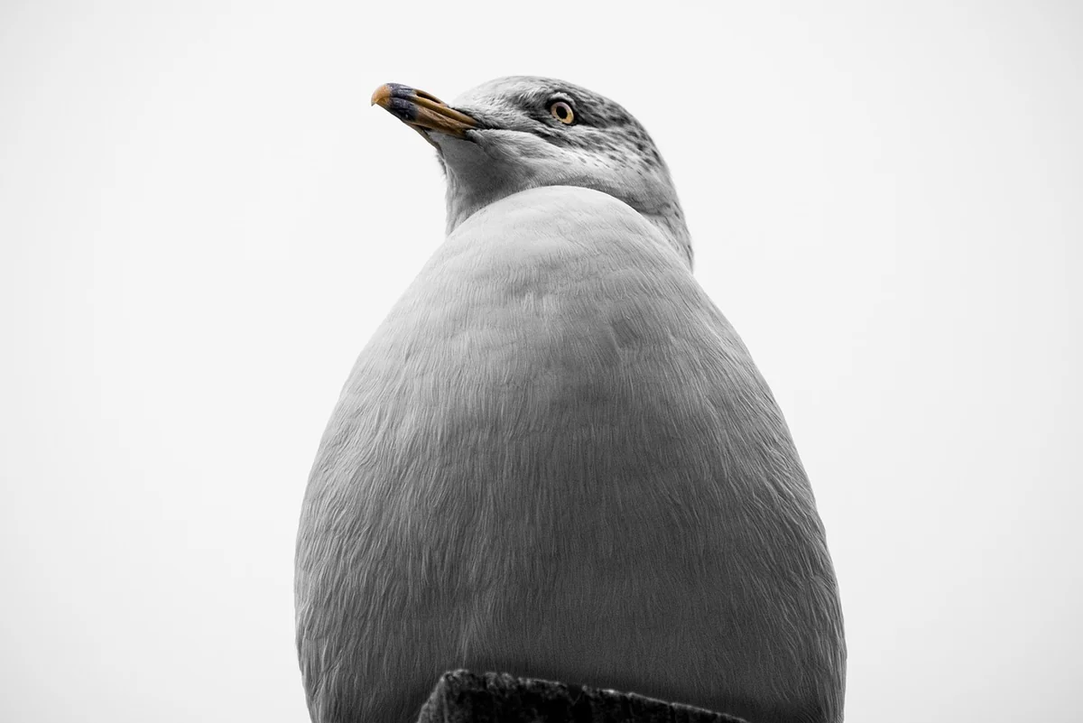 Motiver sans manipuler : l'art de la communication inspirante